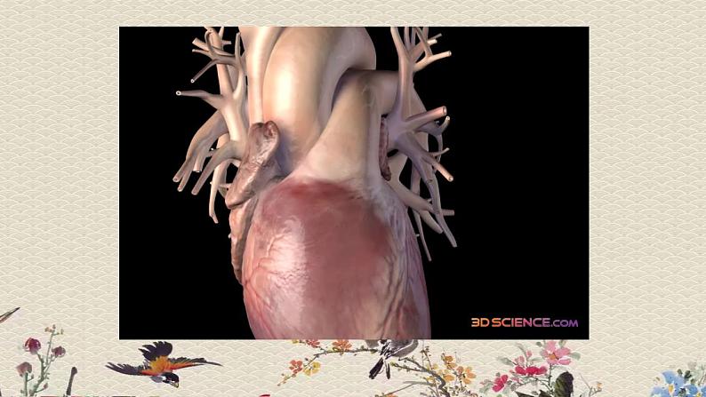 苏教版五年级上册 科学 第四单元 呼吸和血液循环 《心脏和血液循环》课件第5页