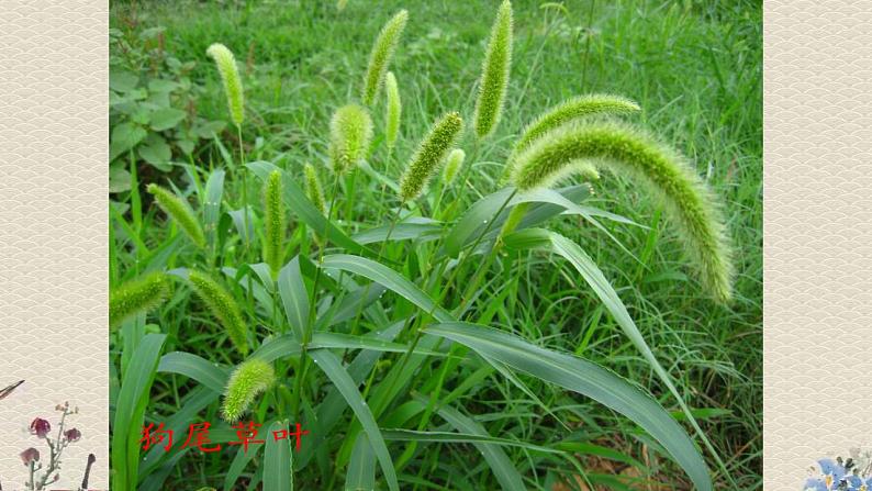 青岛版（六三制）四年级上册 科学 第三单元 植物的生活《植物的叶（一）》课件06