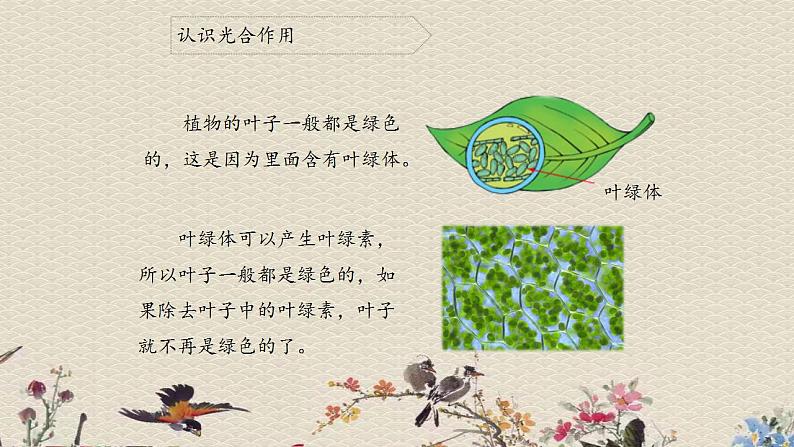 青岛版（六三制）四年级上册 科学 第三单元 植物的生活《植物的叶（二）》课件06