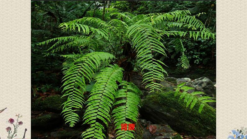 青岛版（六三制）四年级上册 科学 第三单元 植物的生活《植物的身体》课件第2页