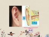 青岛版（六三制）五年级上册 科学 第二单元 声音的秘密《怎样听到声音》课件