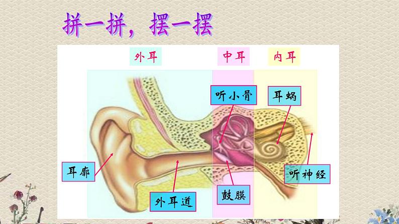 青岛版（六三制）五年级上册 科学 第二单元 声音的秘密《怎样听到声音》课件04