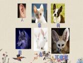 青岛版（六三制）五年级上册 科学 第二单元 声音的秘密《怎样听到声音》课件