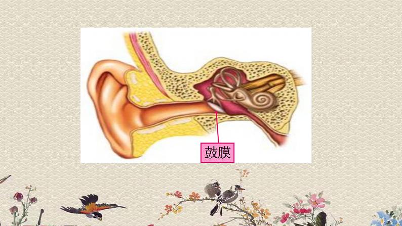 青岛版（六三制）五年级上册 科学 第二单元 声音的秘密《怎样听到声音》课件08