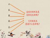 青岛版（六三制）五年级上册 科学 第五单元 水循环《水的三态变化》课件