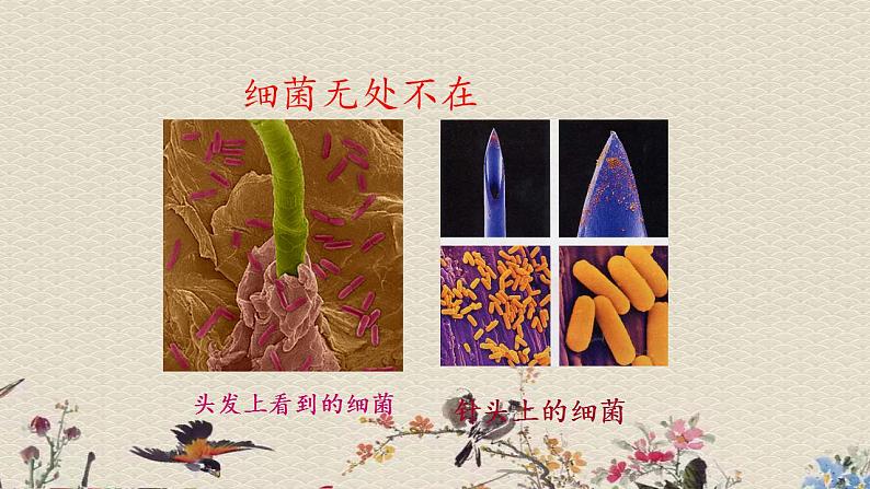 青岛版（六三制）六年级上册 科学 第一单元 微小的生物《细菌》课件第3页