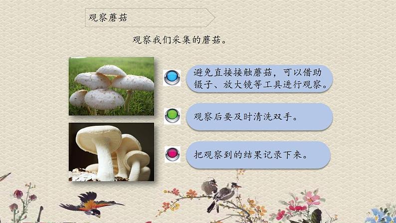 青岛版（六三制）六年级上册 科学 第一单元 微小的生物《食用菌》课件03