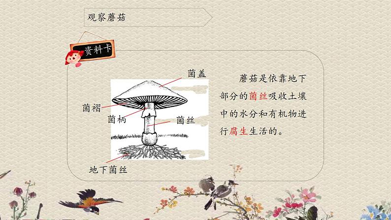 青岛版（六三制）六年级上册 科学 第一单元 微小的生物《食用菌》课件05