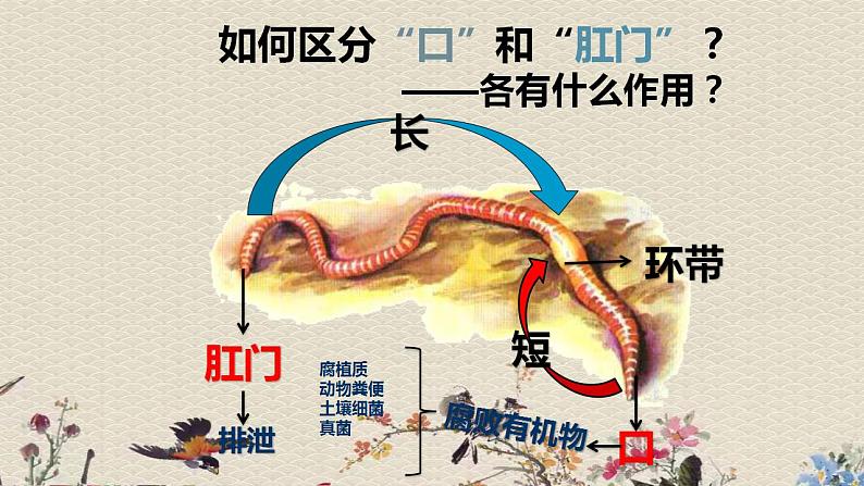 青岛版（六三制）六年级上册 科学 第五单元  生物与环境《蚯蚓找家》课件08