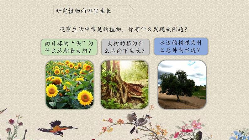 青岛版（六三制）六年级上册 科学 第五单元  生物与环境《植物向哪里生长》课件03