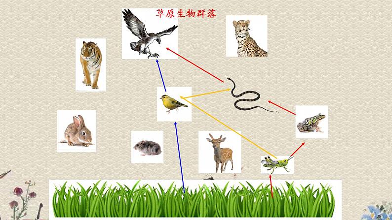 青岛版（六三制）六年级上册 科学 第五单元  生物与环境《密切联系的生物界》课件05