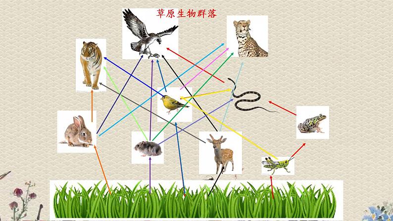 青岛版（六三制）六年级上册 科学 第五单元  生物与环境《密切联系的生物界》课件07