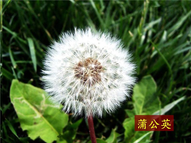 冀教版六年级上册科学1 小草和大树  课件06