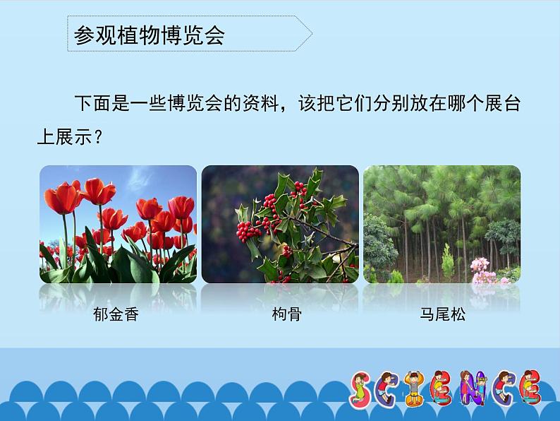 冀教版六年级上册科学2.植物博览会  课件06