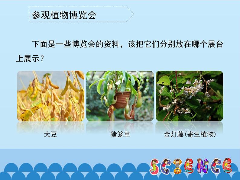 冀教版六年级上册科学2.植物博览会  课件07