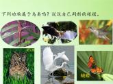 冀教版六年级上册科学3.鸟类动物的特征  课件