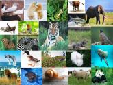 冀教版六年级上册科学4 种类繁多的动物  课件