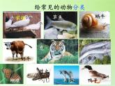 冀教版六年级上册科学4 种类繁多的动物  课件