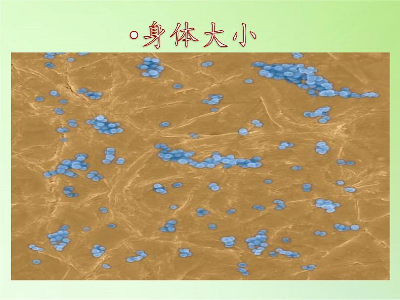 冀教版六年级上册科学5 细菌和病毒  课件第3页