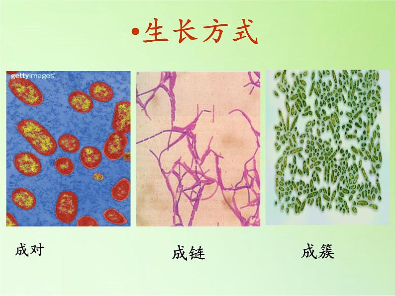 冀教版六年级上册科学5 细菌和病毒  课件第5页