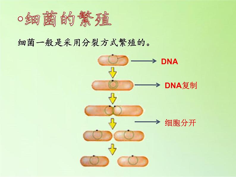 冀教版六年级上册科学5 细菌和病毒  课件第6页