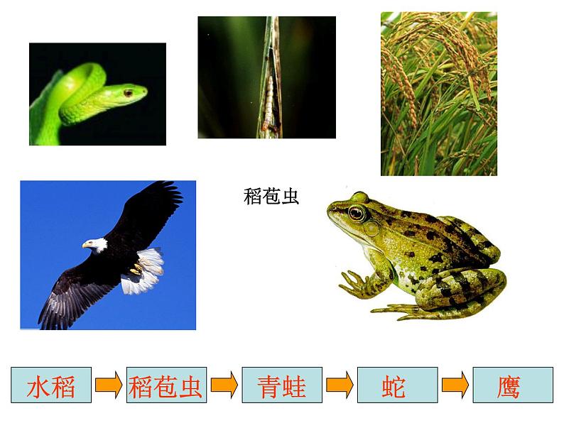 冀教版六年级上册科学10.动物与能量  课件第4页