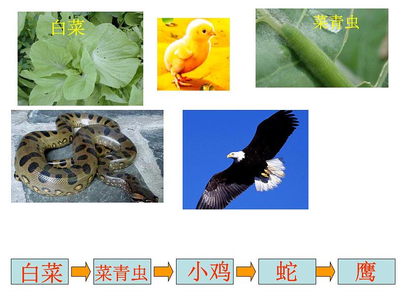 冀教版六年级上册科学10.动物与能量  课件第7页