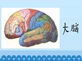 冀人教版五年级科学上册6.人体的司令部  课件