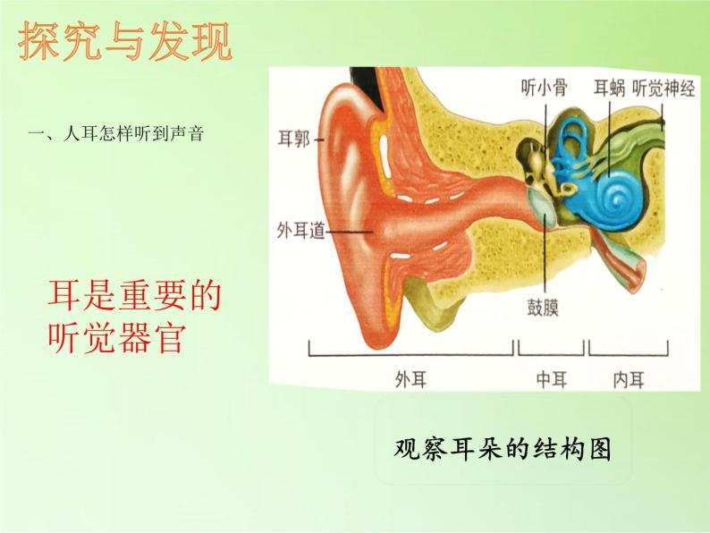 科学四年级上册9 怎样听到声音图文ppt课件-教习网|课件下载