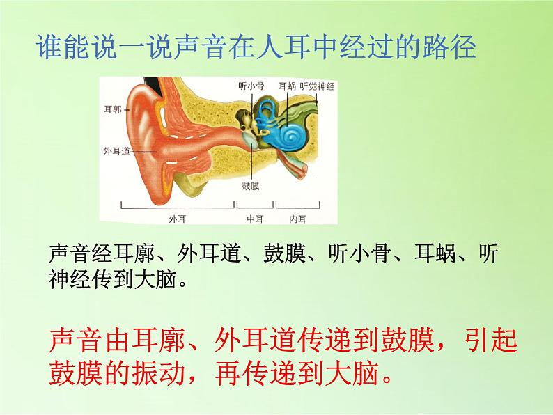 冀人版四年级科学上册9.怎样听到声音  课件第7页