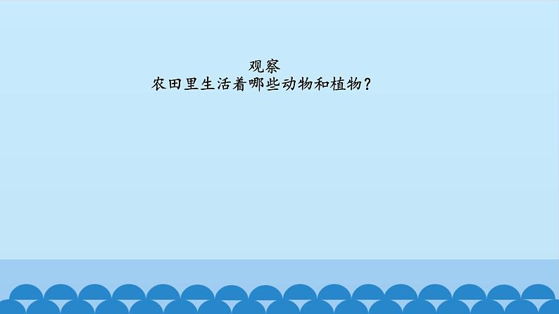 首师大版六年级科学上册6.猫头鹰与农田   课件02