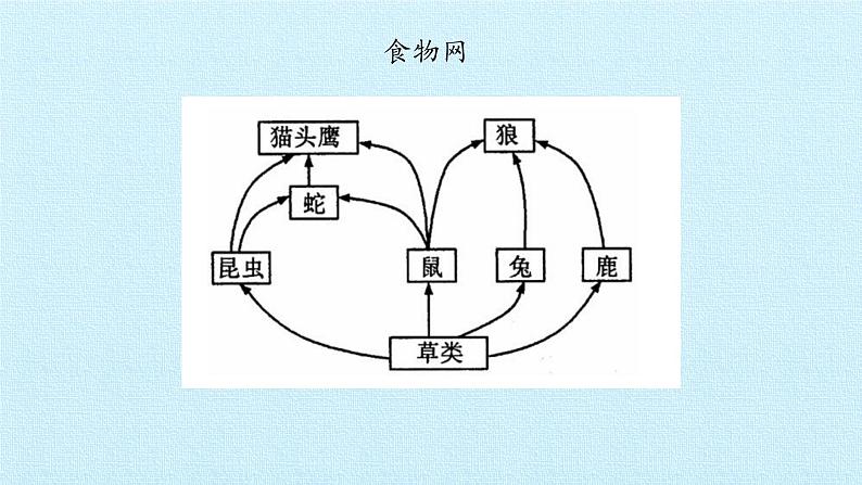 首师大版六年级科学上册第二单元  生物与环境  复习课件05