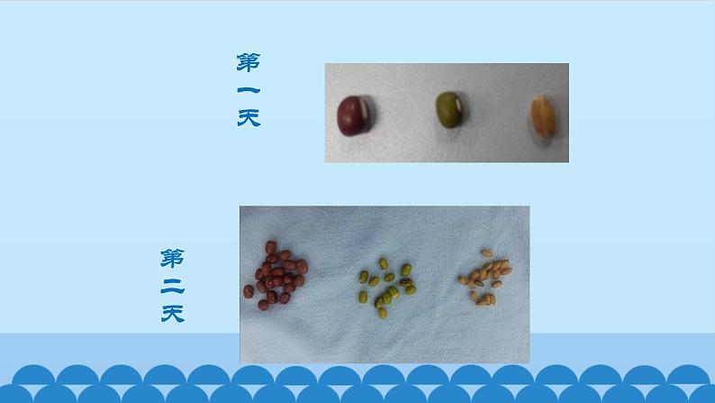 首师大版六年级科学上册9.植物的运动   课件第3页