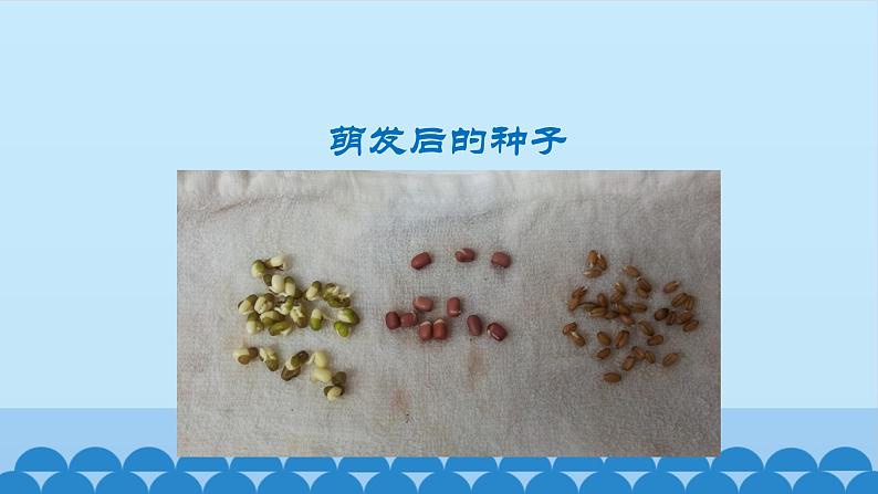 首师大版六年级科学上册9.植物的运动   课件第4页