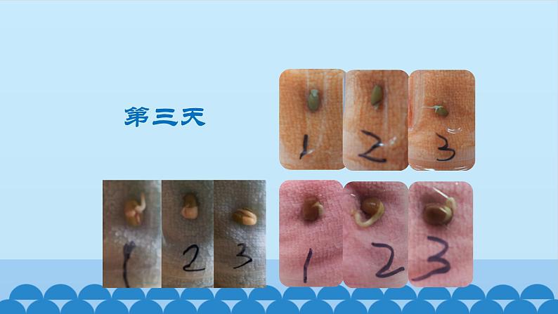 首师大版六年级科学上册9.植物的运动   课件第5页