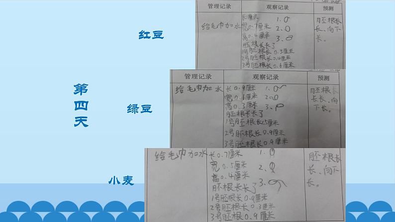 首师大版六年级科学上册9.植物的运动   课件第6页