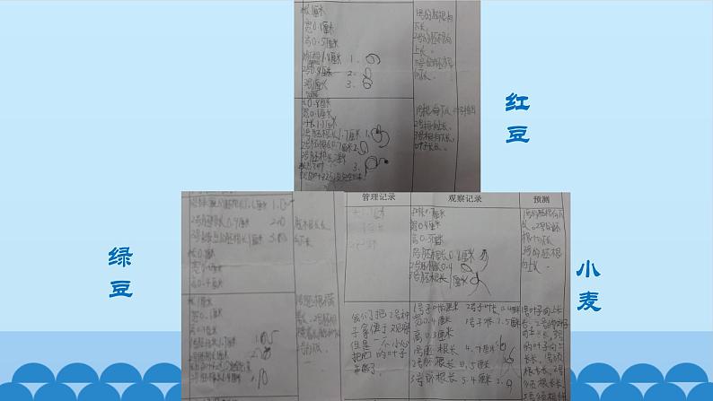 首师大版六年级科学上册9.植物的运动   课件第7页