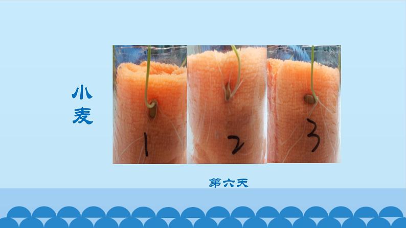 首师大版六年级科学上册9.植物的运动   课件第8页