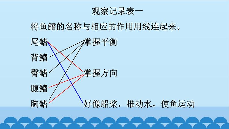 首师大版六年级科学上册10.动物的运动   课件05