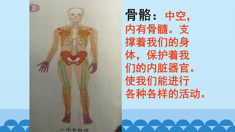 首师大版六年级科学上册11.人体的运动    课件03