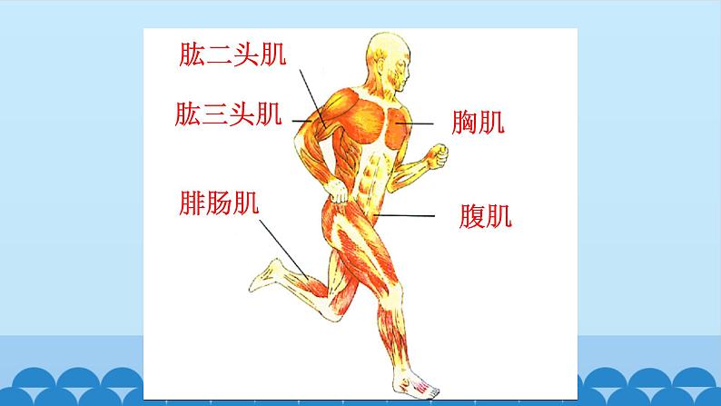 首师大版六年级科学上册11.人体的运动    课件06