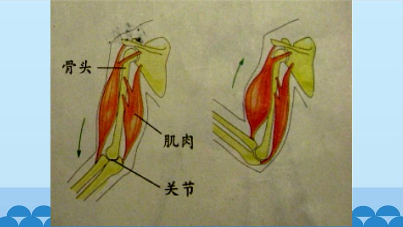 首师大版六年级科学上册11.人体的运动    课件08