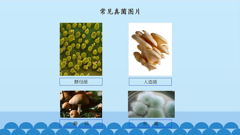 首师大版六年级科学下册3.微生物   课件08