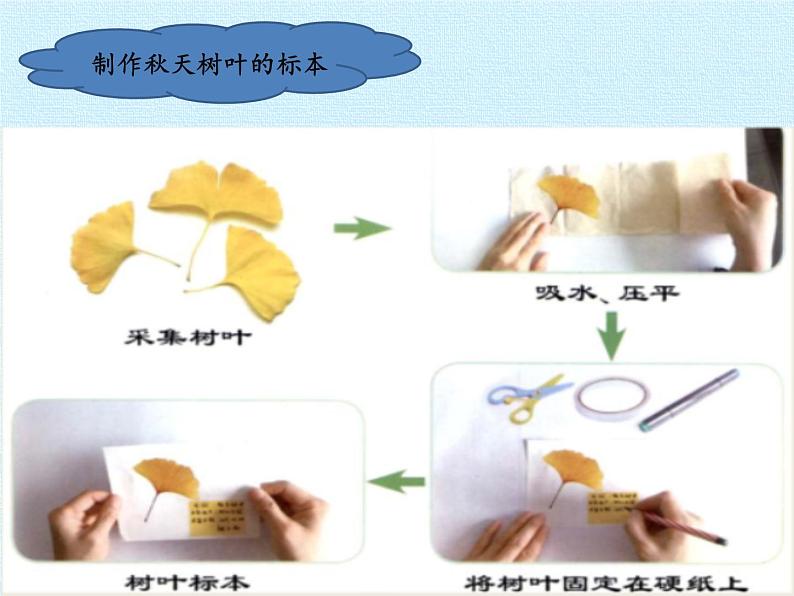 冀人教版二年级科学上册7.秋天到了   课件06