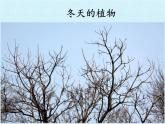 冀人教版二年级科学上册9.寒冷的冬天   课件