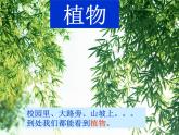 教科小学科学三上《1.1.我看到了什么》PPT课件(14)