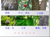 教科小学科学三上《1.1.我看到了什么》PPT课件(13)