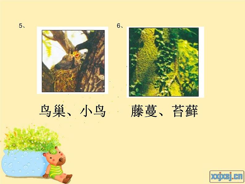 教科小学科学三上《1.1.我看到了什么》PPT课件(19)05