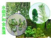 教科小学科学三上《1.4、观察水生植物》PPT课件(1)