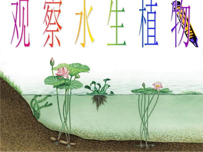 教科小学科学三上《1.4、观察水生植物》PPT课件(4)01